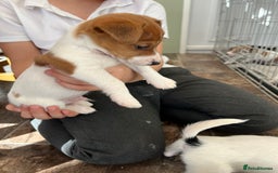 Jack Russell dogs for sale: Stunning little boys and girls - Image 3