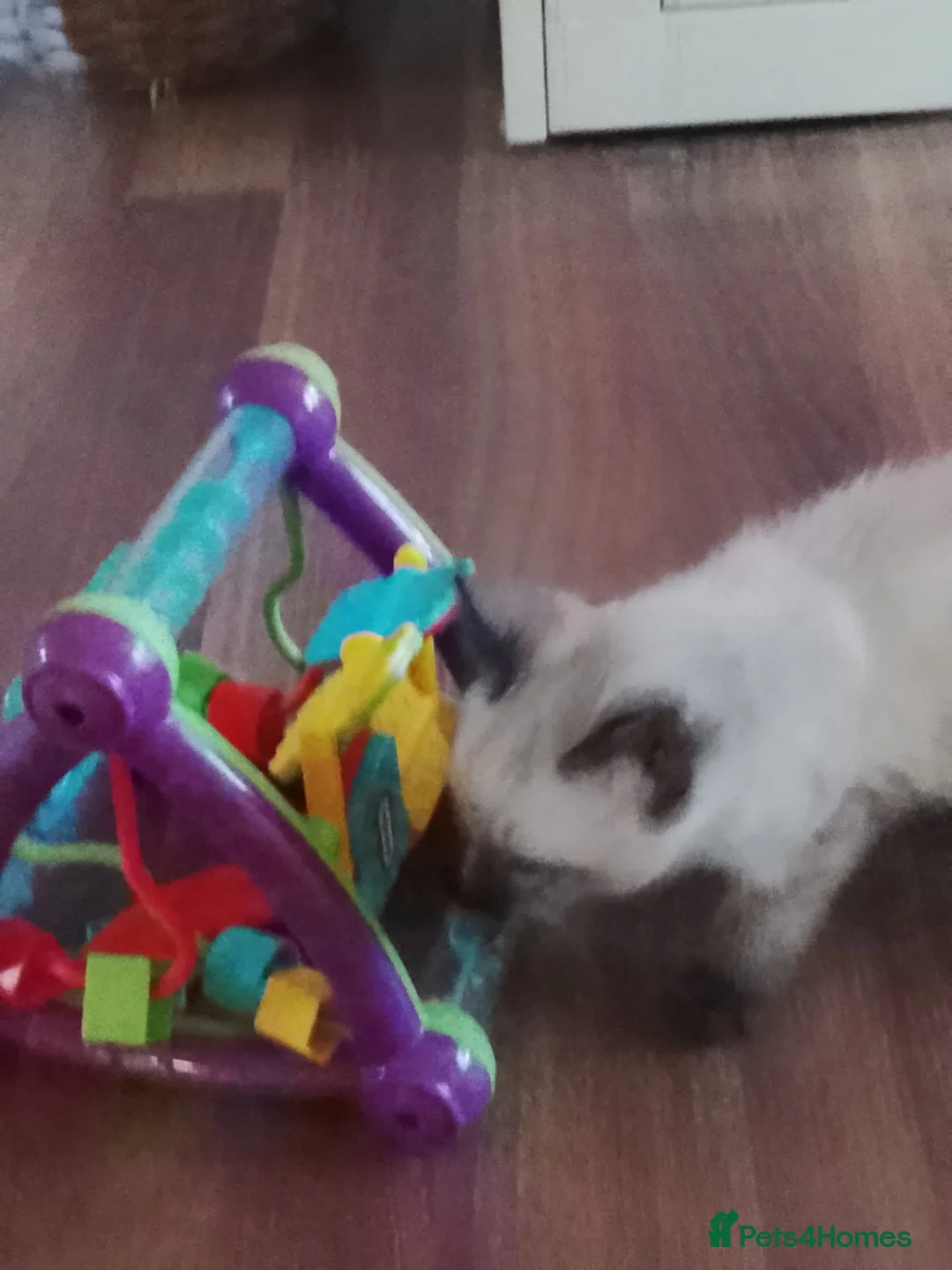 Siamese cats for sale: (1 Left)beautiful Kitten Lokking forever Home 🏡❤️ - Advert 21