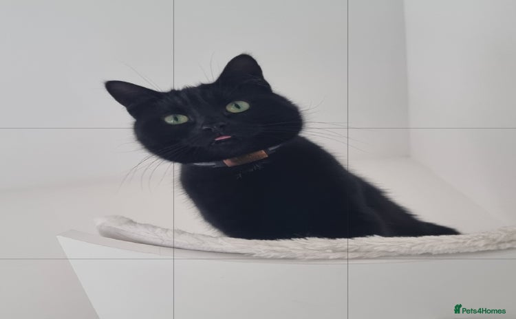 Mixed Breed cats - Advert 1