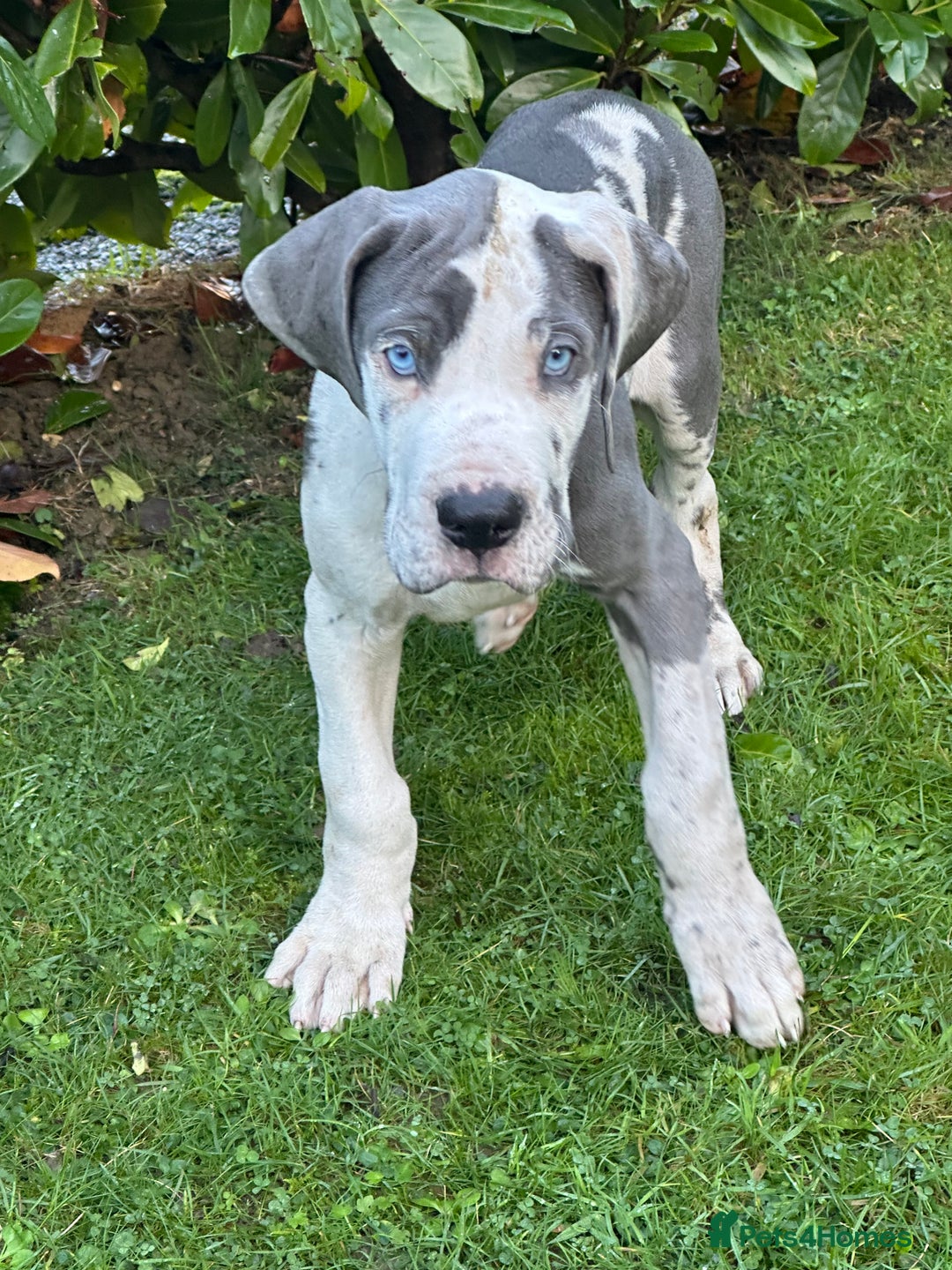 Great Dane dogs for sale: Reduced***** KC registered blue Great Dane puppies - Advert 37
