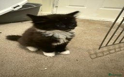 Mixed Breed cats for sale: Beautiful kittens for sale  - Image 4