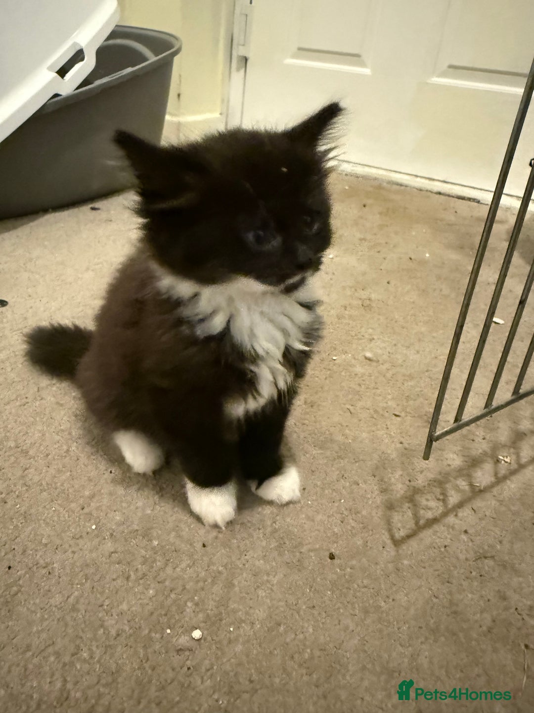 Mixed Breed cats for sale: Beautiful kittens for sale  - Image 4