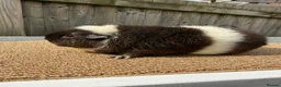 Guinea Pig rodents for sale: Teddy guinea pigs  in Carlisle - Advert 11