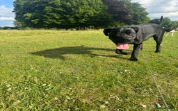 Cane Corso dogs for sale: For sale - Image 6