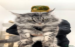 Maine Coon cats for stud: European Championship Carries Shaded GCCF & TICA - Advert 6