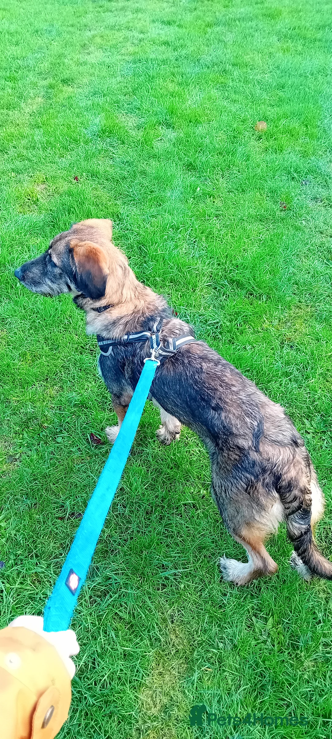 Mixed Breed dogs for sale: German shepherd cross sproodle  - Advert 2