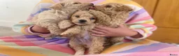 Poochon dogs for sale: 💙🌸Beautiful apricot F1 poochon puppies🌸💙 - Advert 3