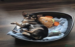 Chihuahua dogs for sale: LAST ONE Chihuahuas for sale BOY  - Image 9