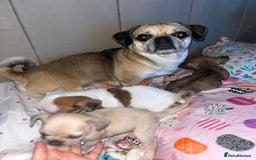 Mixed Breed dogs for sale: BLUE EYE FRUG/ JUG PUPPIES  - Image 11