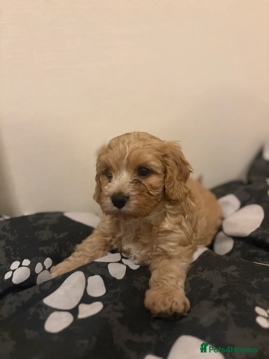 Cavapoo dogs for sale: One Gorgeous Apricot Cavapoo Boy  - Advert 5