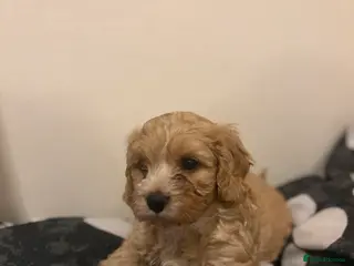 Cavapoo dogs One Gorgeous Cavapoo Boy Ready to go to a new home - Advert 14