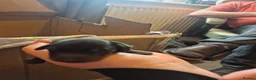 Miniature Dachshund dogs for sale: Introducing Daphne and her 5 beautiful pups. in Helensburgh - Advert 3