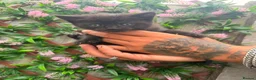Mixed Breed cats for sale: Kittens - Advert 4