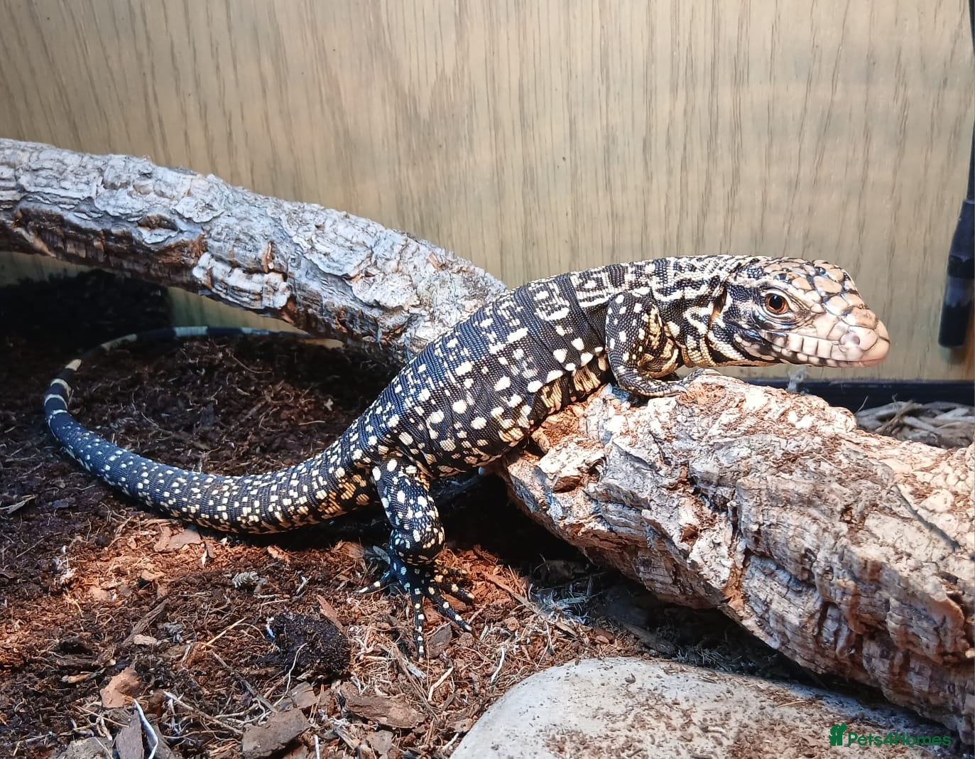 Monitor reptiles Argentina Tegu - Advert 19