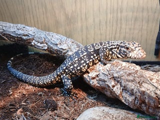 Monitor reptiles Argentina Tegu - Advert 1