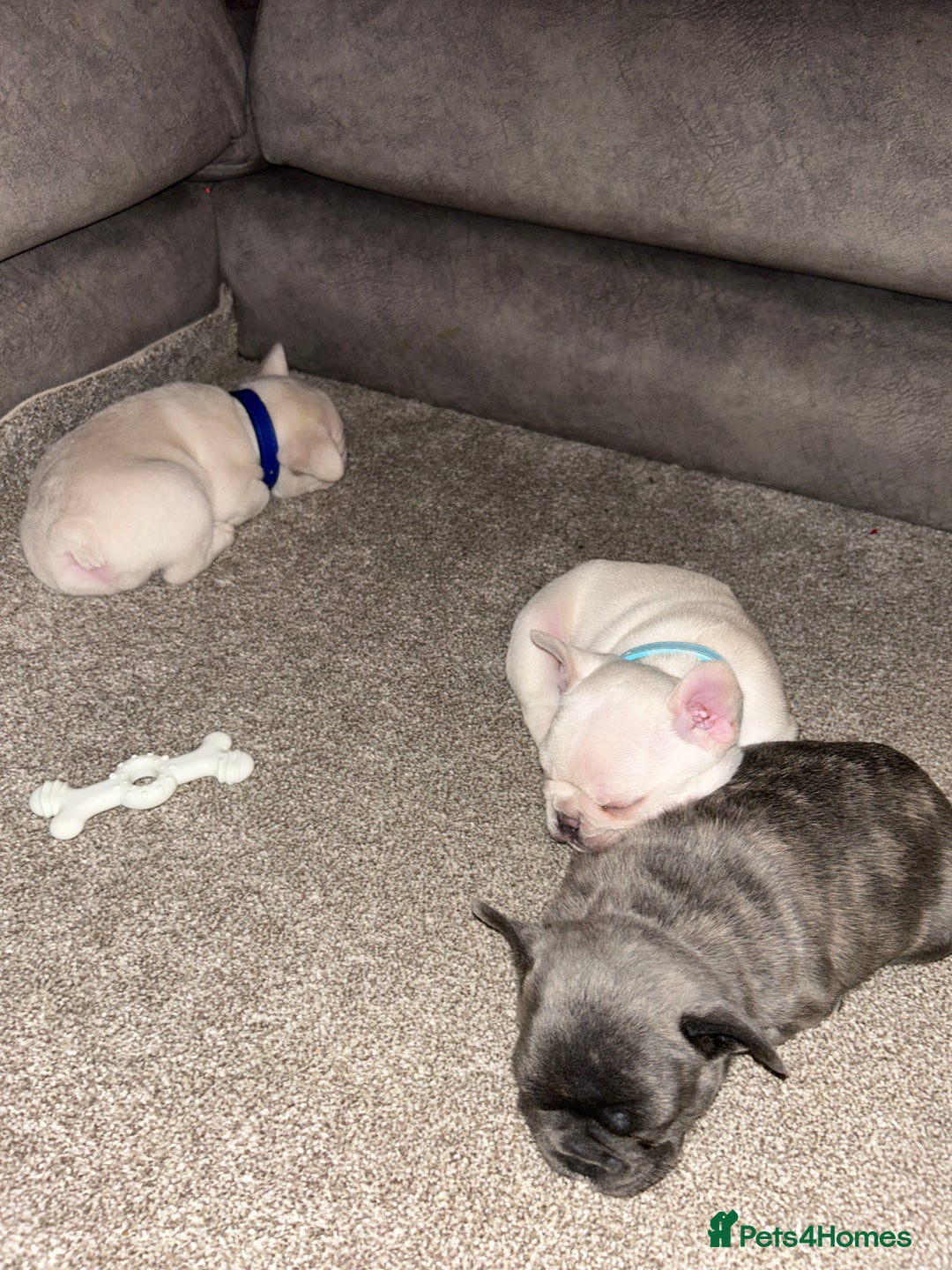 French Bulldog dogs for sale: French fries due to leave 3rd January  - Advert 6