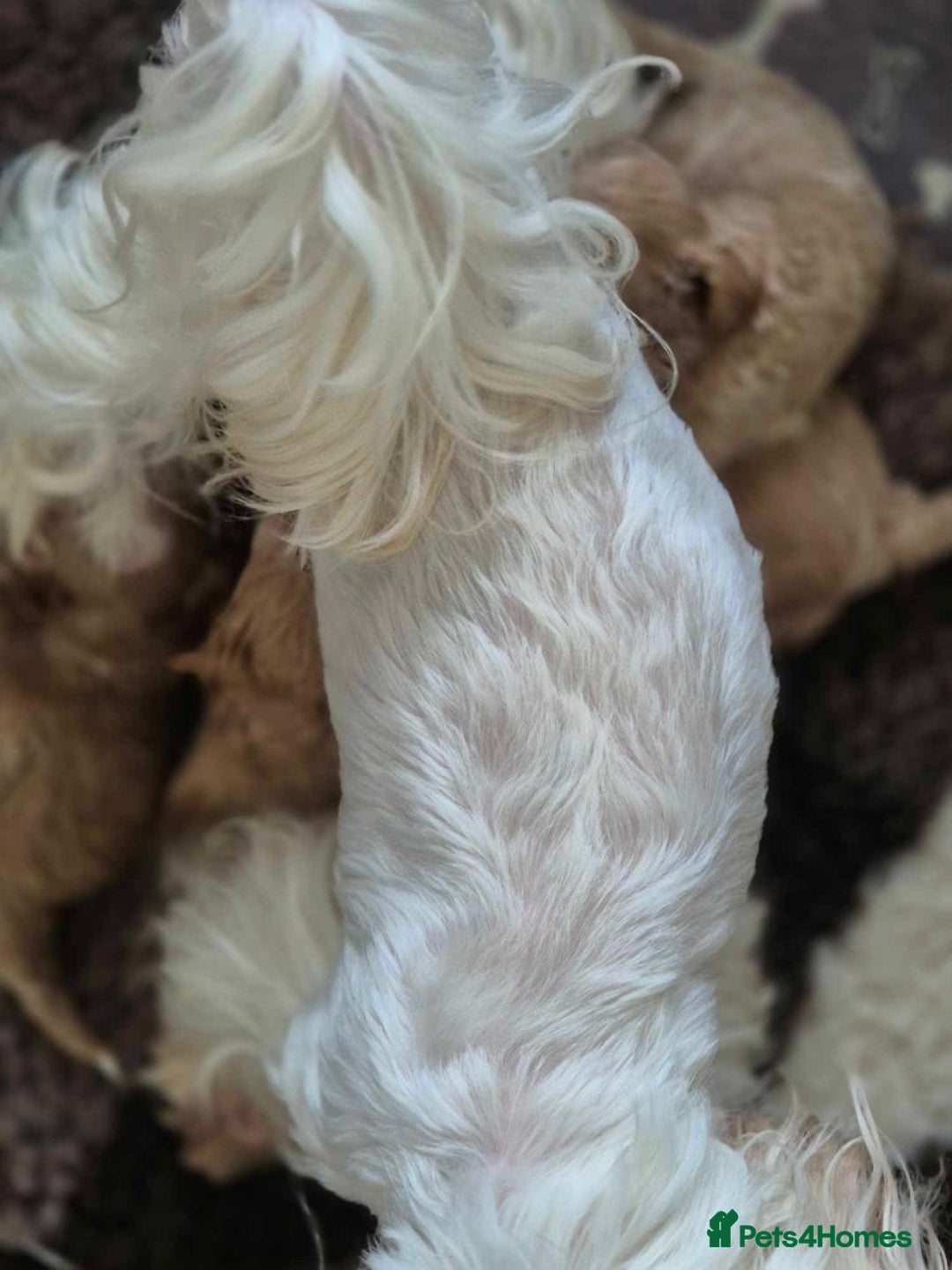 Maltipoo dogs for sale: Amazing TeddyBear Asian Korean Maltipoo puppies - Image 30