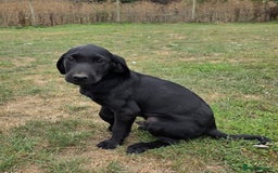 Labrador Retriever dogs for sale: Smart mixed colour labrador litter, HEALTH TESTED - Image 16