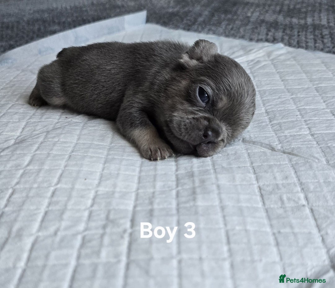 French Bulldog dogs for sale: French bulldog puppies  - Advert 4