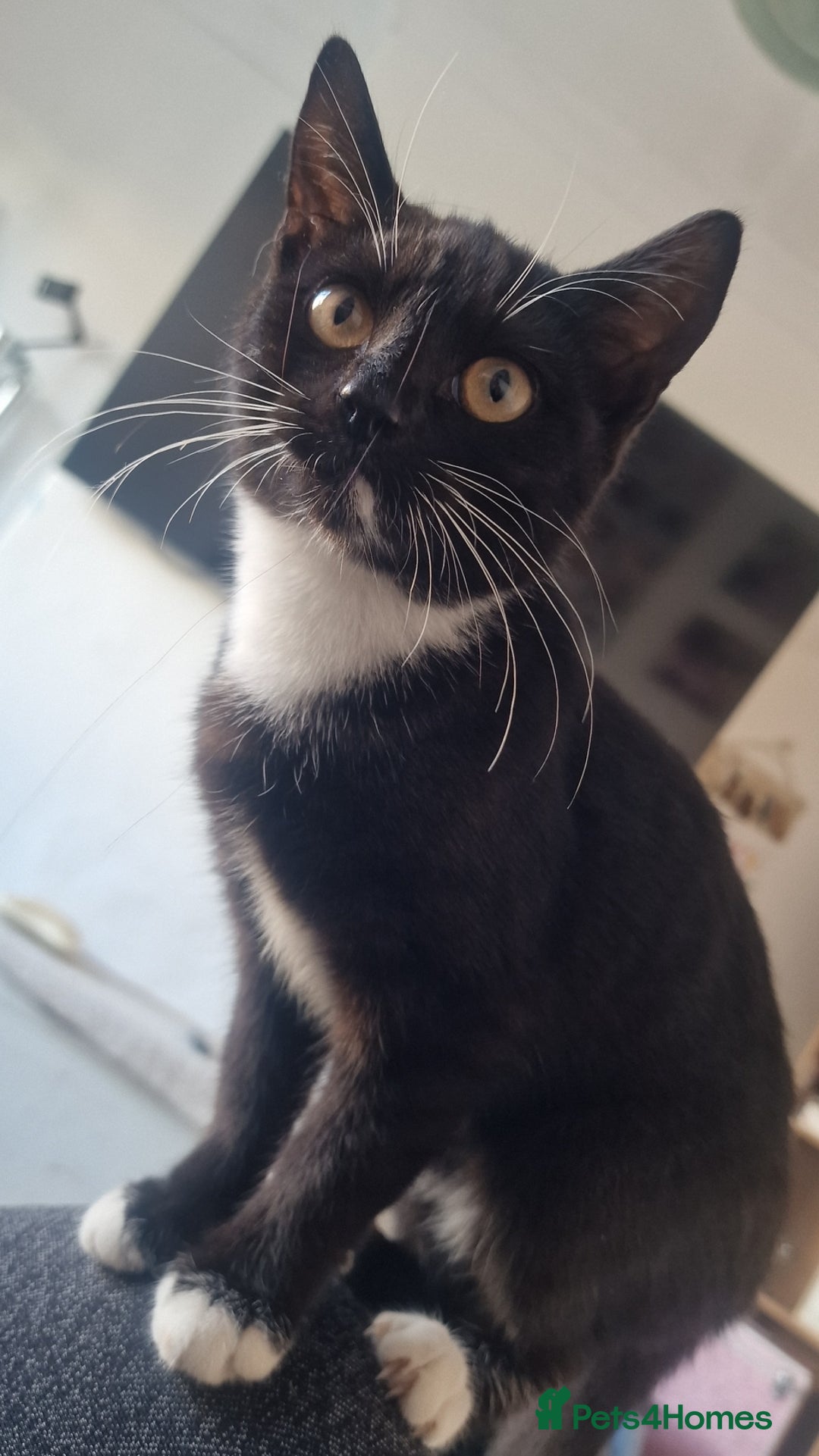 Domestic Shorthair cats for sale: Murphy & Mac - Advert 4