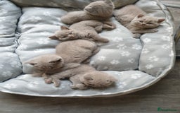 British Shorthair cats for sale: British short hair kittens GCCF registered  - Image 5