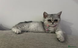 Scottish Fold cats for sale: Kittens scottish fold & Himalayan Persian mix  - Image 4