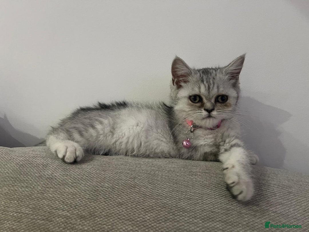 Scottish Fold cats for sale: Kittens scottish fold & Himalayan Persian mix  - Image 4