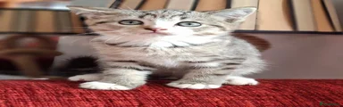 British Shorthair 1