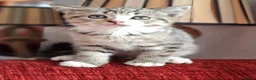 British Shorthair cats for sale: Gorgeous kittens! - Advert 21