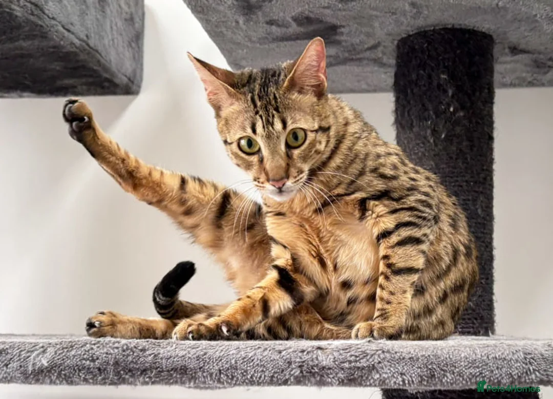 Savannah cats for sale: Sittingpretty TigerLily F5 SBT Savannah female - Advert 2