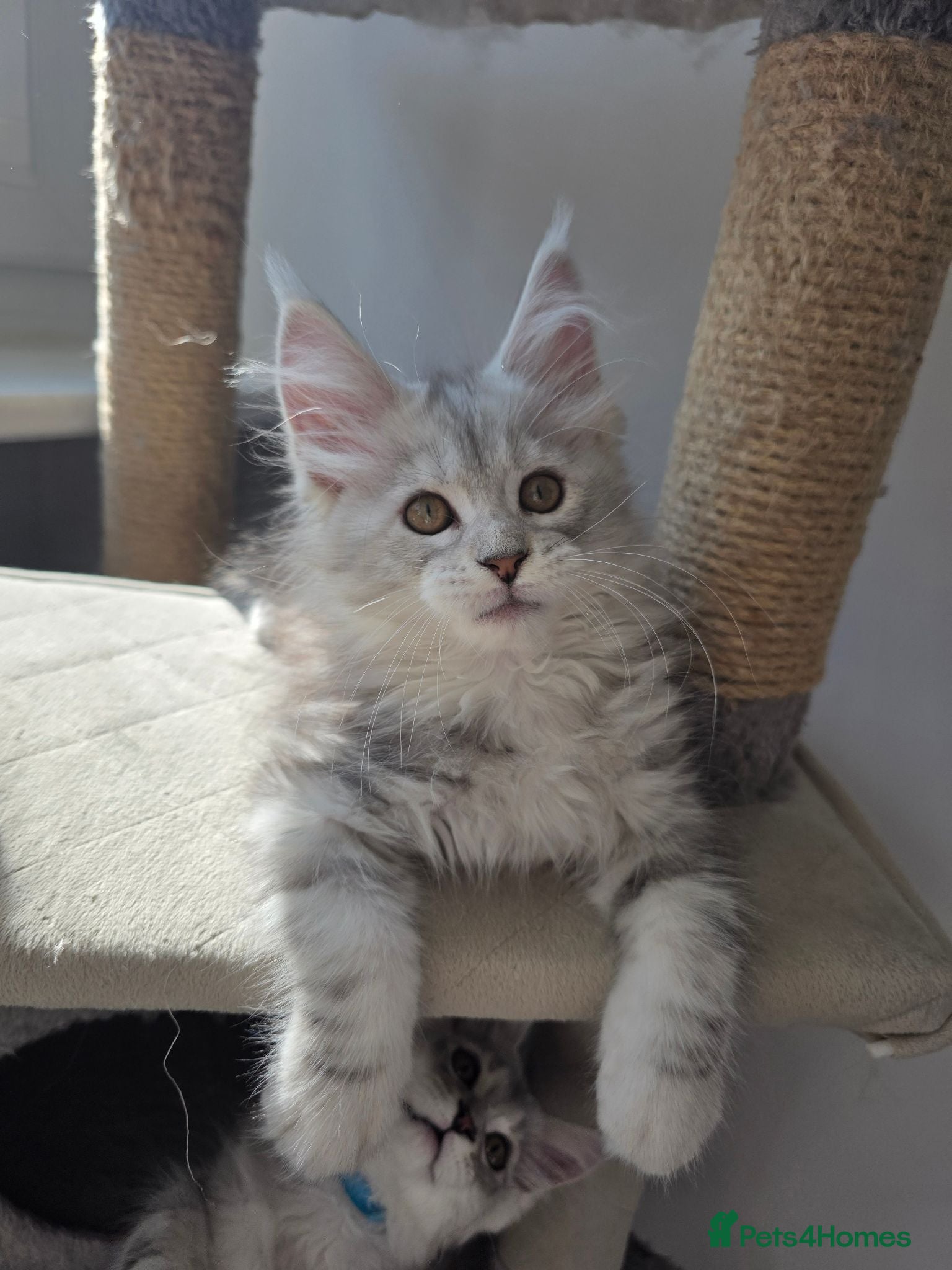 Maine Coon cats 🐾 Maine Coon Kittens Looking for Loving Homes 🐾 - Advert 2
