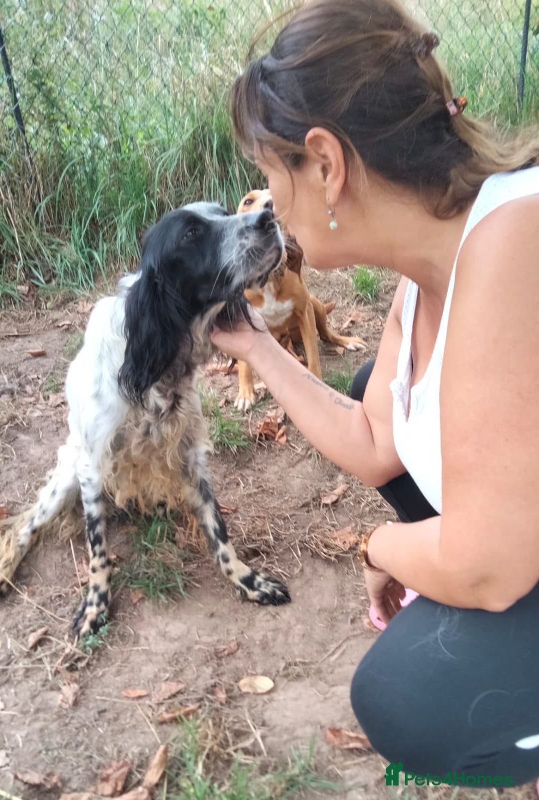 English Setter dogs for adoption: Tae   - Image 1