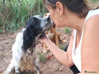 English Setter dogs - Advert 3