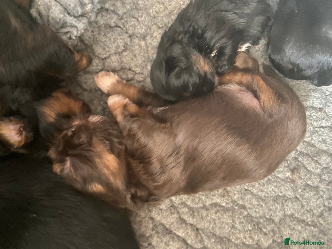 Shih Tzu dogs for sale: Stunning shih tzu puppies - Image 7