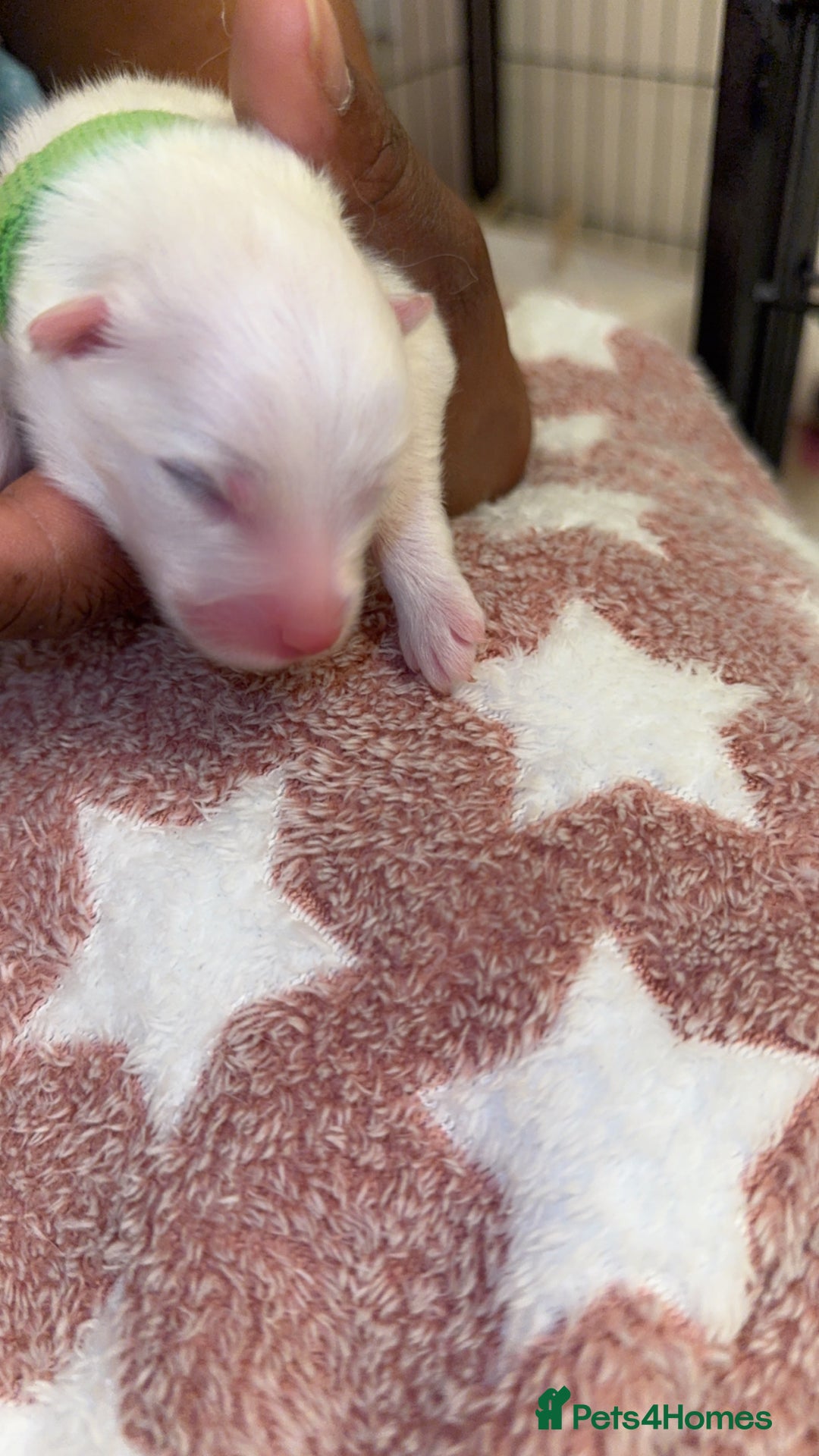 Samoyed dogs for sale: Beautiful Samoyed Pups Ready for a Loving Home  - Advert 16