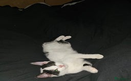 Mixed Breed cats for sale: Chocolate chip and Oreo in Enfield - Image 7