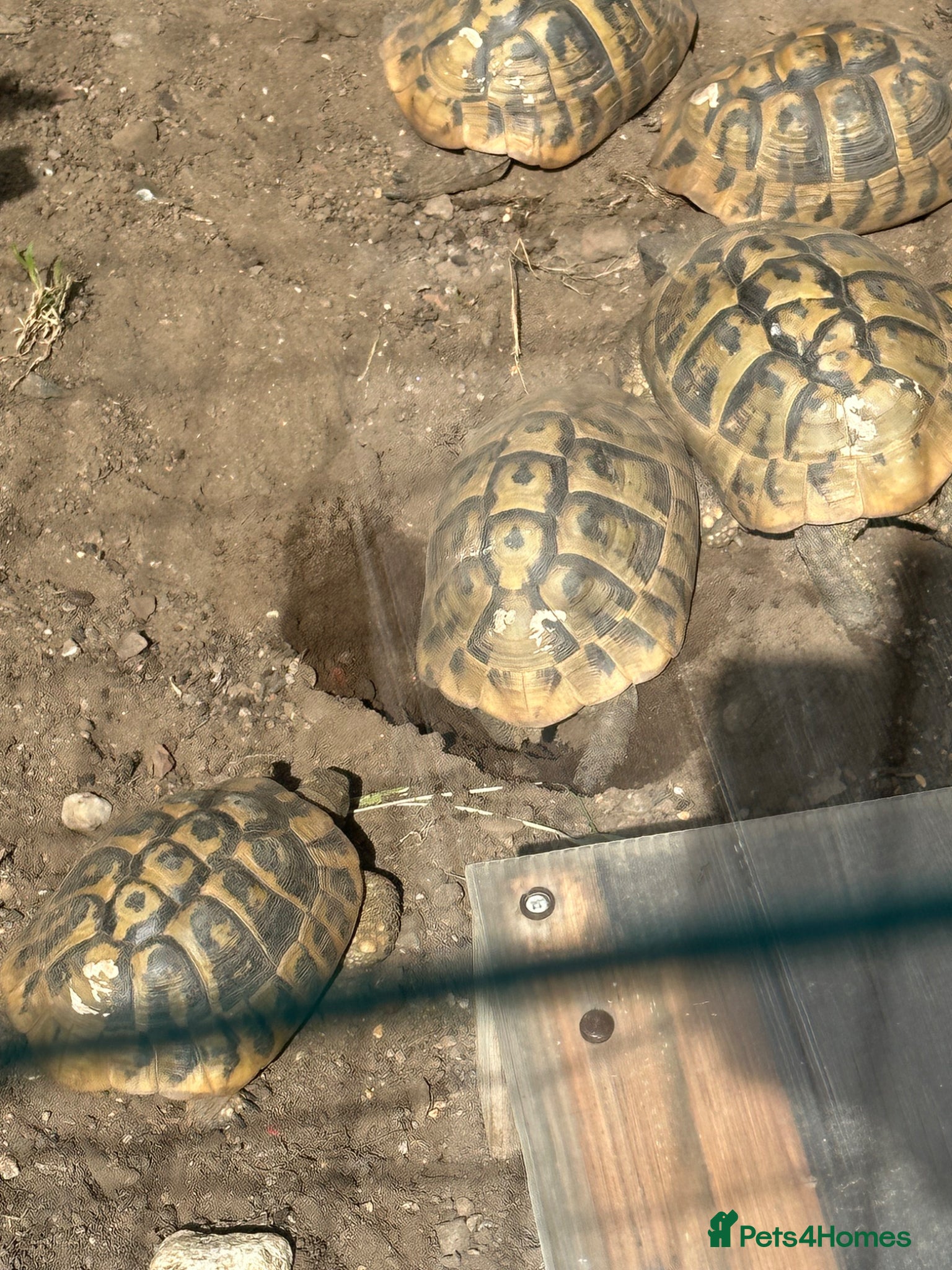 Hermann Tortoise reptiles for sale: Hermanns Dalamation tortoise in Aberdeen - Advert 4
