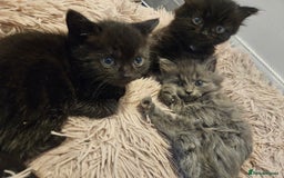 British Shorthair cats for sale: 4 lovely kittens - Image 4