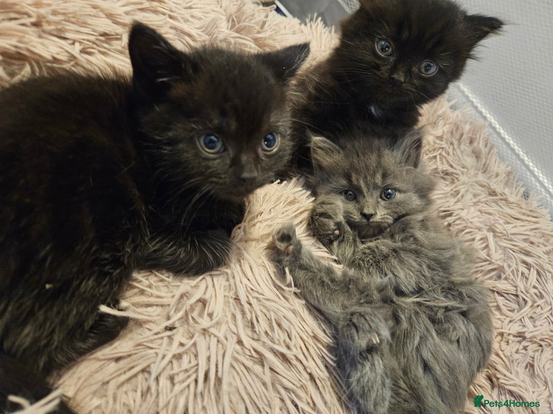 British Shorthair cats for sale: 4 lovely kittens - Image 4