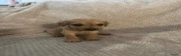 Mixed Breed dogs for sale: Staffie cross pups in Peterlee - Advert 7