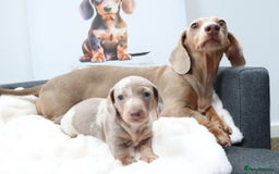 Miniature Dachshund dogs for sale: KC Reg short haired miniature dachshunds - Image 25