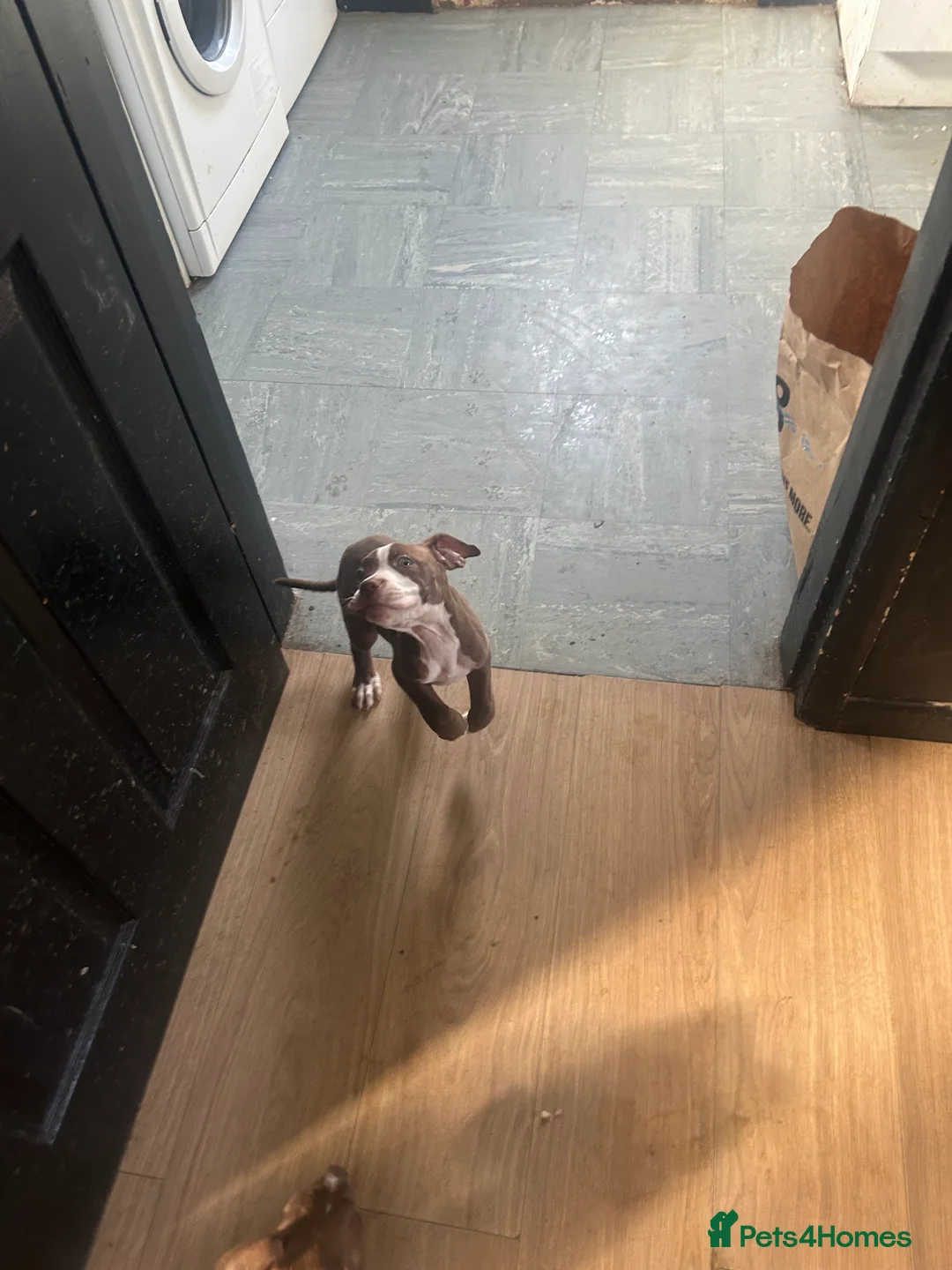 American Bully dogs for sale: Lil blessings  - Advert 2