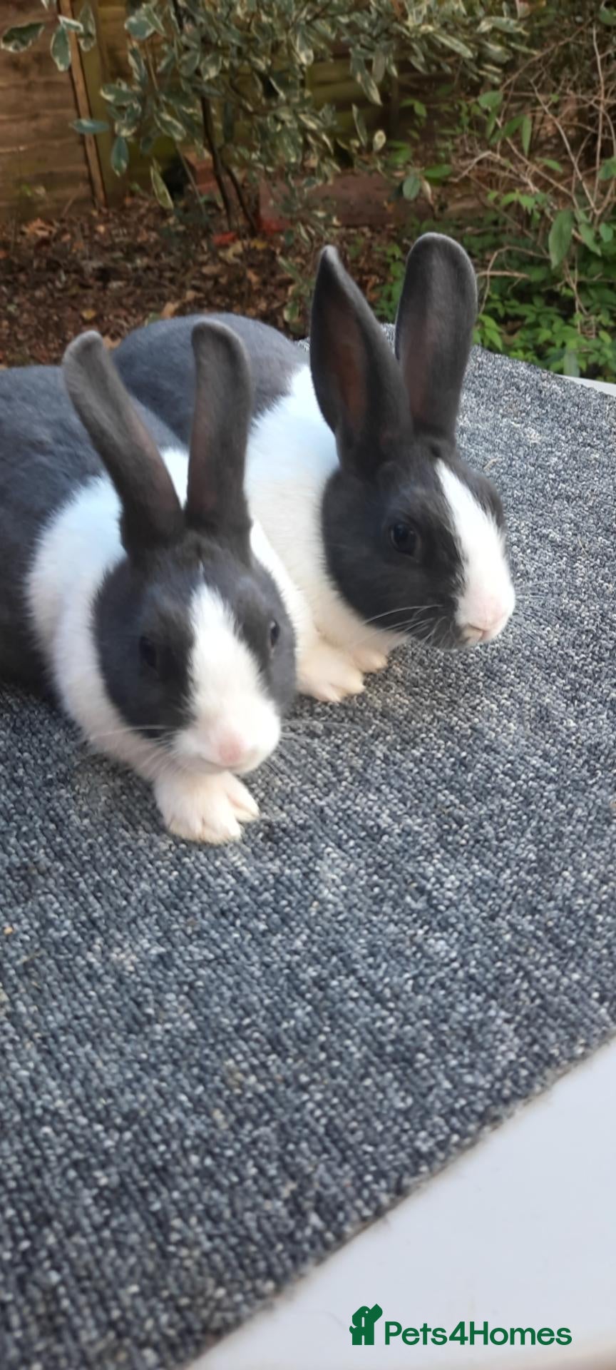 Dutch rabbits Purebred Dutch rabbits - Advert 1