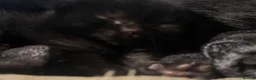 Domestic Shorthair cats for sale: White and black kittens (Currently 1 month) in Croydon - Advert 3