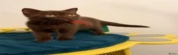 British Shorthair cats for sale: Tica registered BSH kittens ready for new parents! - Advert 13
