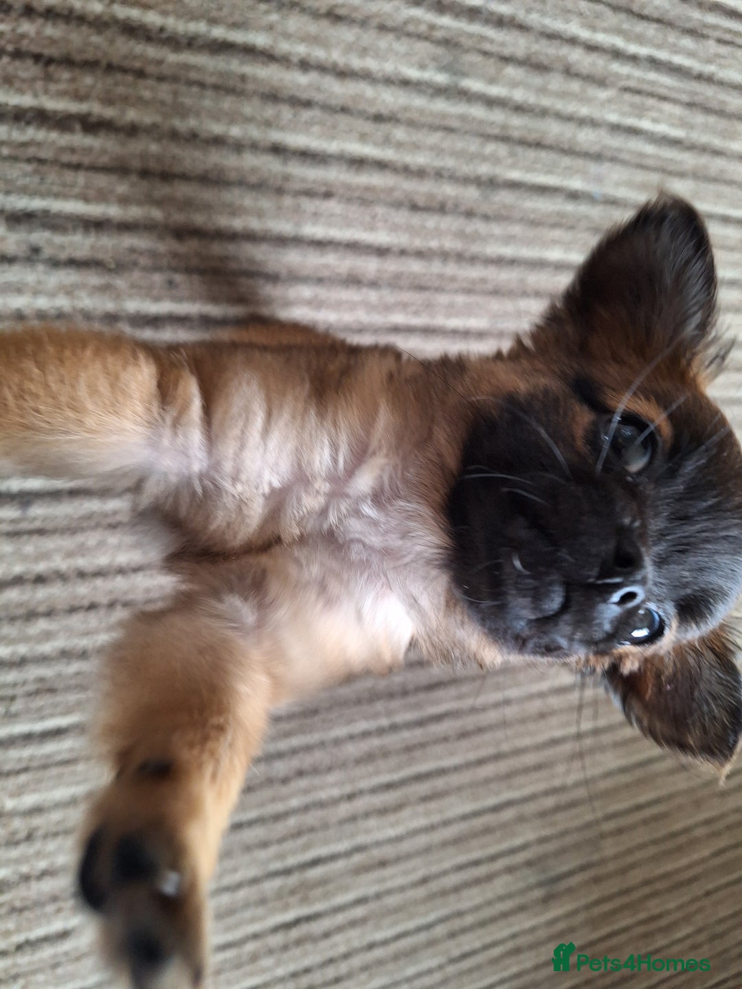 Chug dogs for sale: Chug Female 3 months old. Needs new home. - Image 3