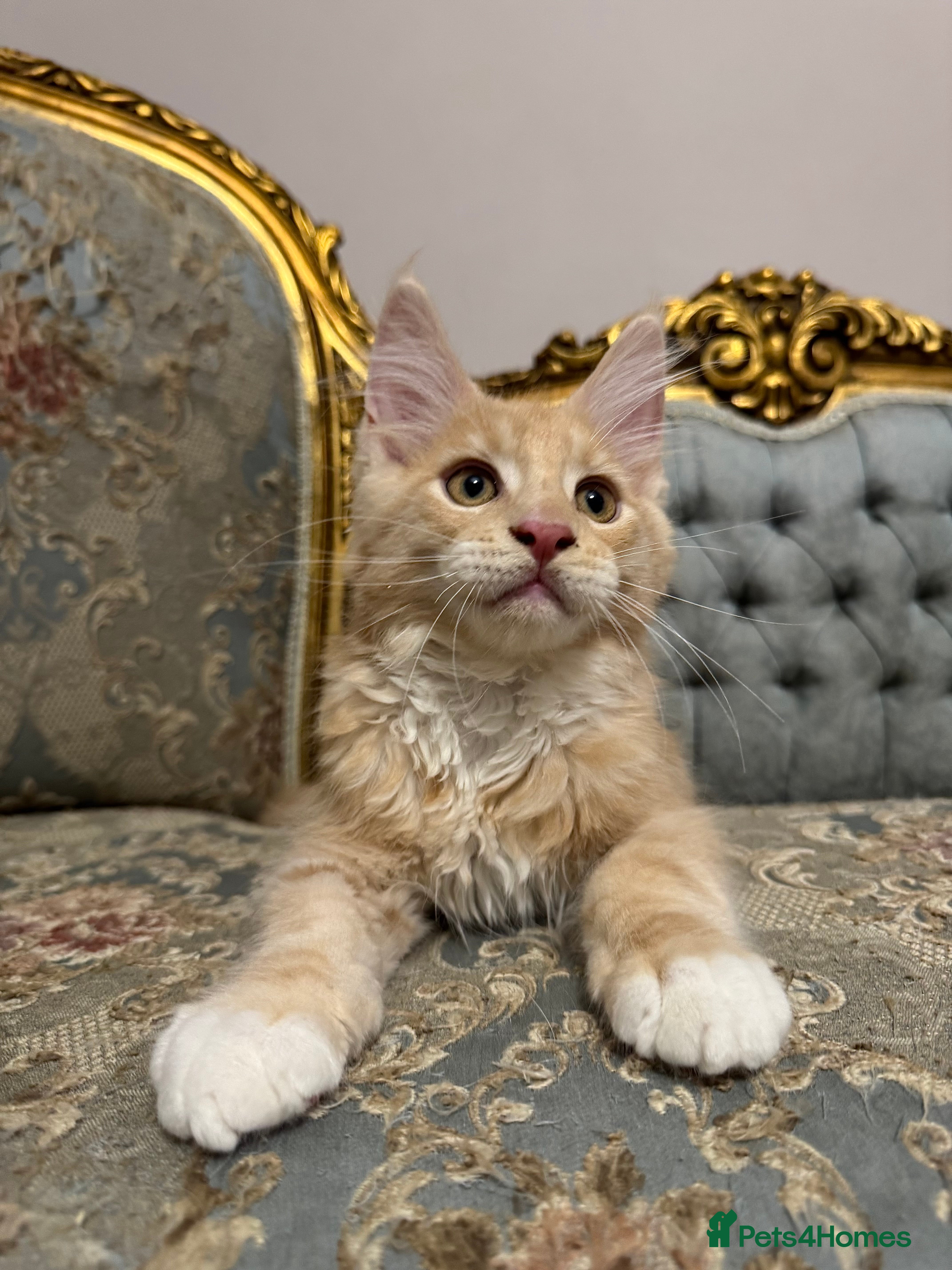 Maine Coon cats Maine Coon kittens  ** 🏆 - Advert 3