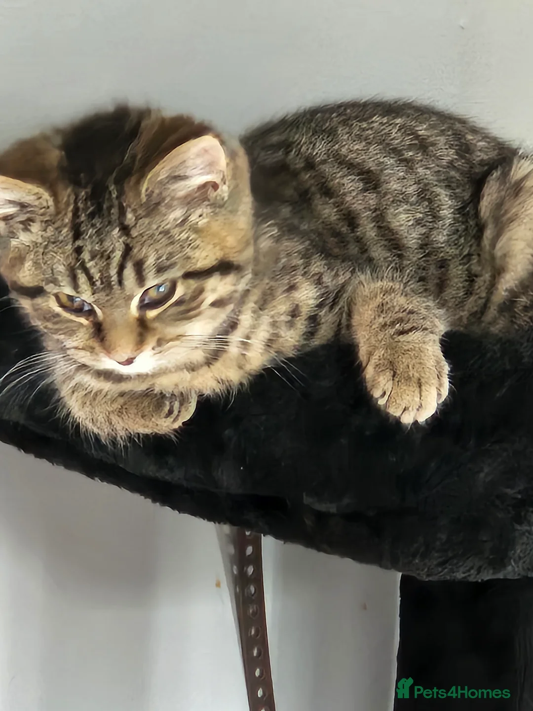 Mixed Breed cats for sale: 2 Female Kittens 4 months old - Advert 4