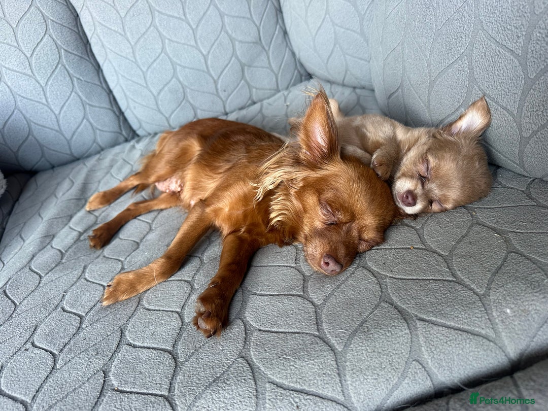 Chihuahua dogs for sale: One of a kind ChiPin Puppies - Image 21