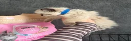 Ragdoll cats for sale: Beautiful pedigree ragdoll kittens  - Advert 20